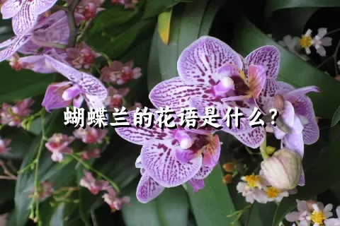 蝴蝶兰的花语是什么？