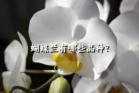 蝴蝶兰有哪些品种？