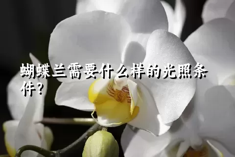 蝴蝶兰需要什么样的光照条件？