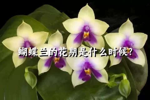 蝴蝶兰的花期是什么时候？