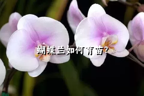 蝴蝶兰如何育苗？