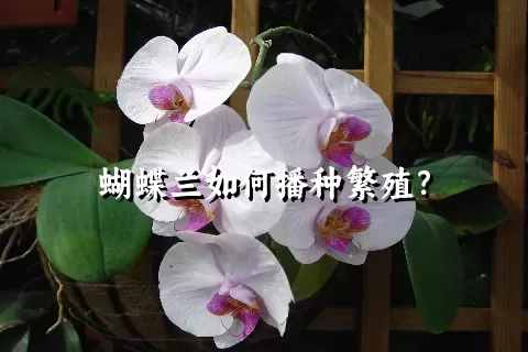 蝴蝶兰如何播种繁殖？