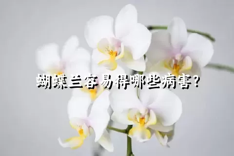 蝴蝶兰容易得哪些病害？