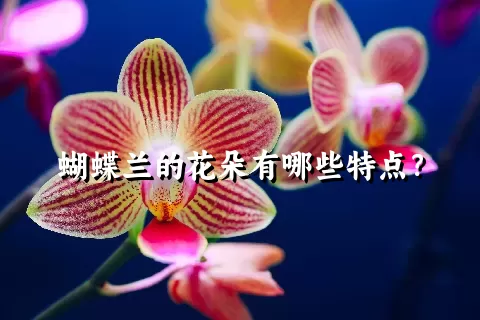 蝴蝶兰的花朵有哪些特点？