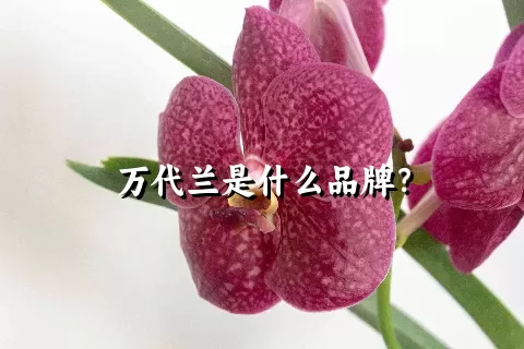 万代兰是什么品牌？