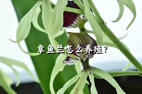 章鱼兰怎么养殖？