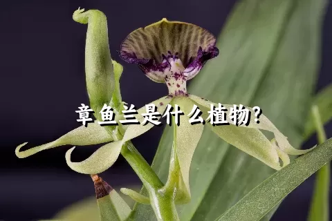 章鱼兰是什么植物？