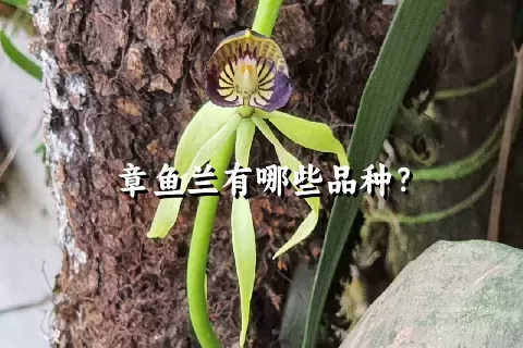 章鱼兰有哪些品种？