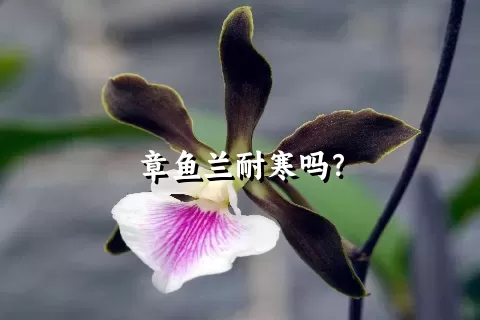 章鱼兰耐寒吗？