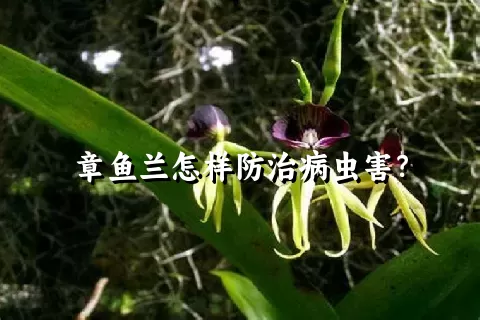 章鱼兰怎样防治病虫害？