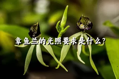 章鱼兰的光照要求是什么？