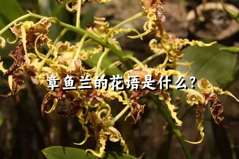 章鱼兰的花语是什么？