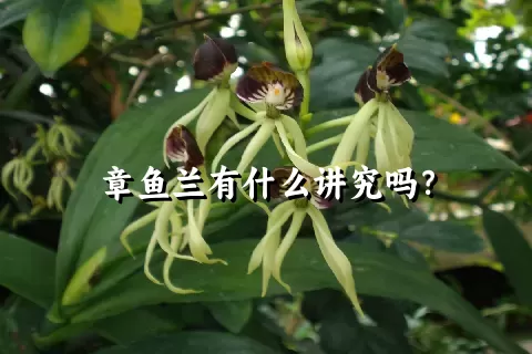 章鱼兰有什么讲究吗？