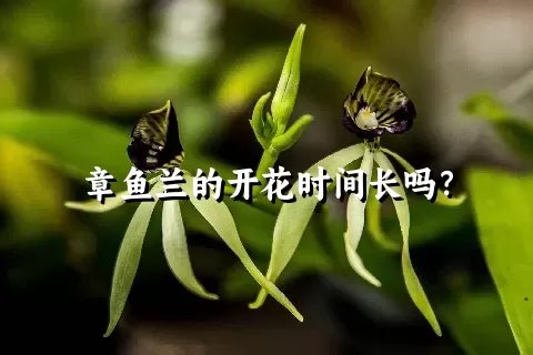 章鱼兰的开花时间长吗？