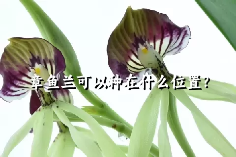 章鱼兰可以种在什么位置？