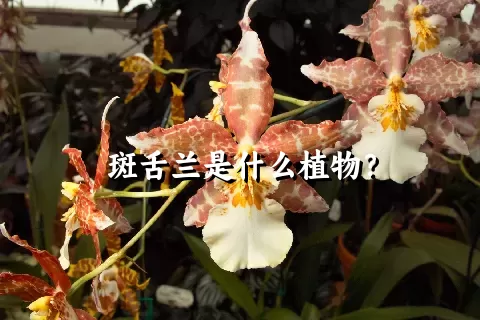 斑舌兰是什么植物？