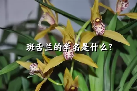 斑舌兰的学名是什么？