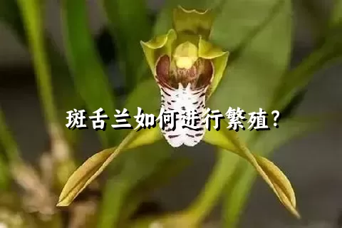 斑舌兰如何进行繁殖？