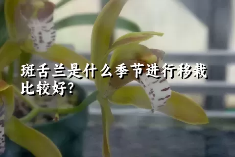 斑舌兰是什么季节进行移栽比较好？