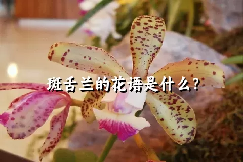 斑舌兰的花语是什么？