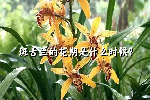 斑舌兰的花期是什么时候？