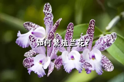 如何繁殖兰花？