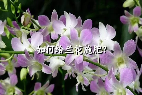 如何给兰花施肥？