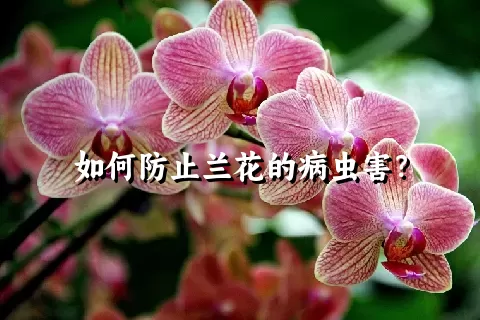 如何防止兰花的病虫害？