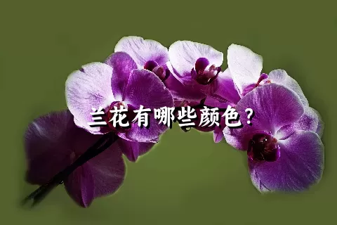 兰花有哪些颜色？