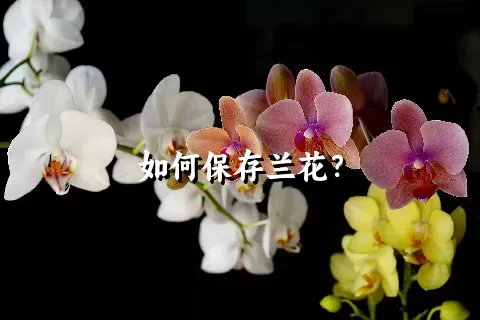 如何保存兰花？