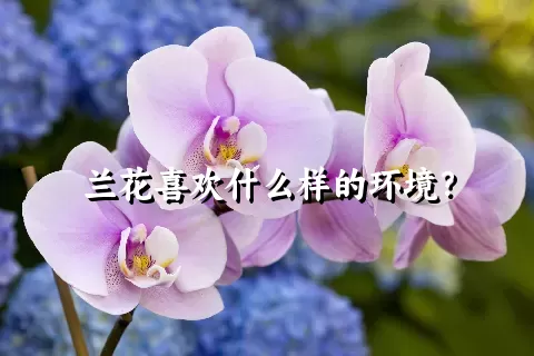 兰花喜欢什么样的环境？