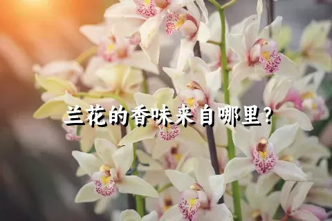 兰花的香味来自哪里？