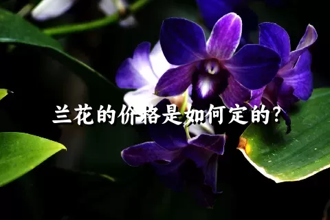 兰花的价格是如何定的？