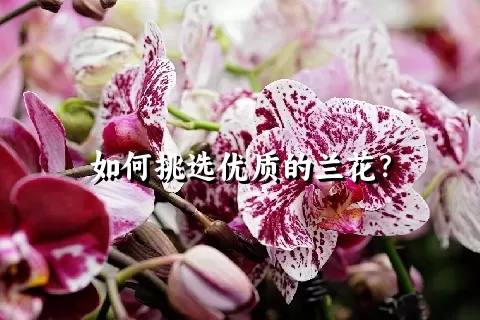 如何挑选优质的兰花？