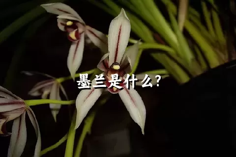 墨兰是什么?