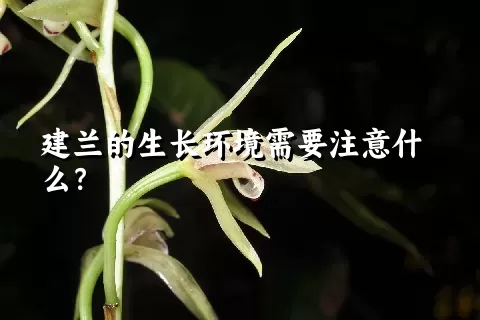 建兰的生长环境需要注意什么？