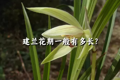 建兰花期一般有多长？