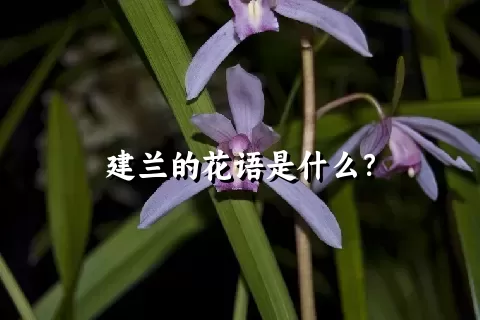 建兰的花语是什么？