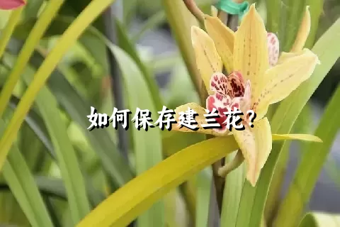 如何保存建兰花？