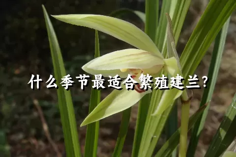 什么季节最适合繁殖建兰？