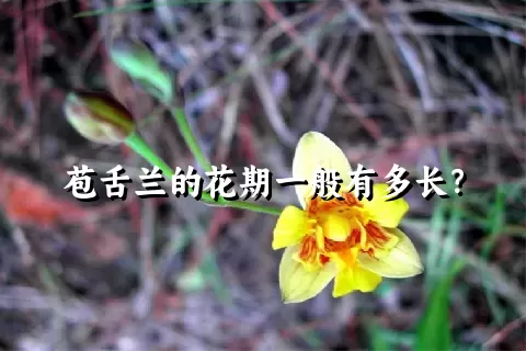 苞舌兰的花期一般有多长？