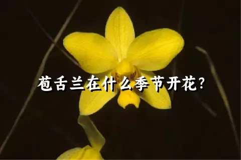 苞舌兰在什么季节开花？