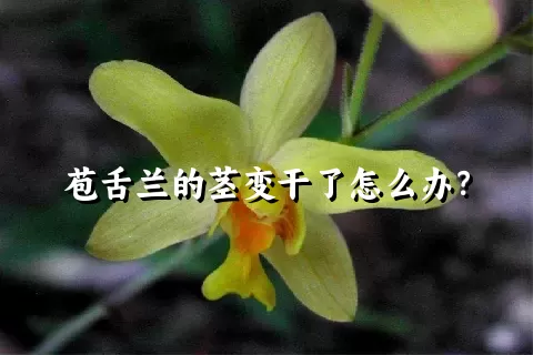 苞舌兰的茎变干了怎么办？