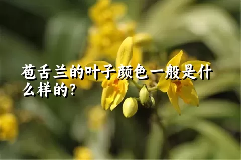 苞舌兰的叶子颜色一般是什么样的？