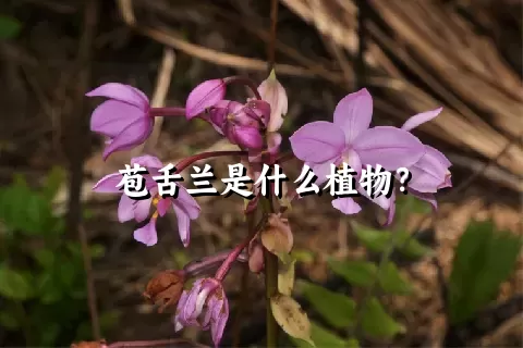 苞舌兰是什么植物？