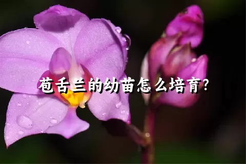 苞舌兰的幼苗怎么培育？