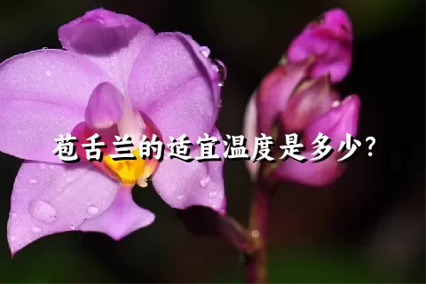 苞舌兰的适宜温度是多少？