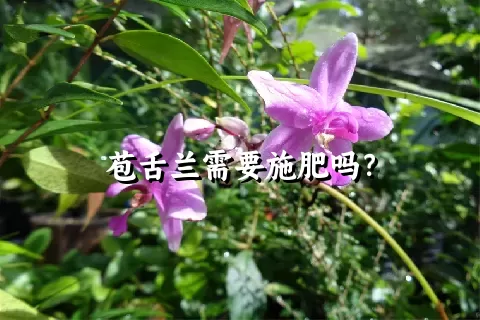 苞舌兰需要施肥吗？