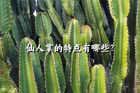 仙人掌的特点有哪些？