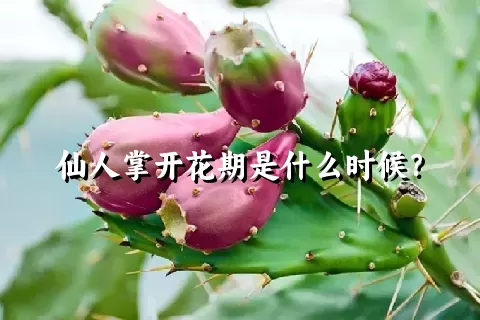 仙人掌开花期是什么时候？